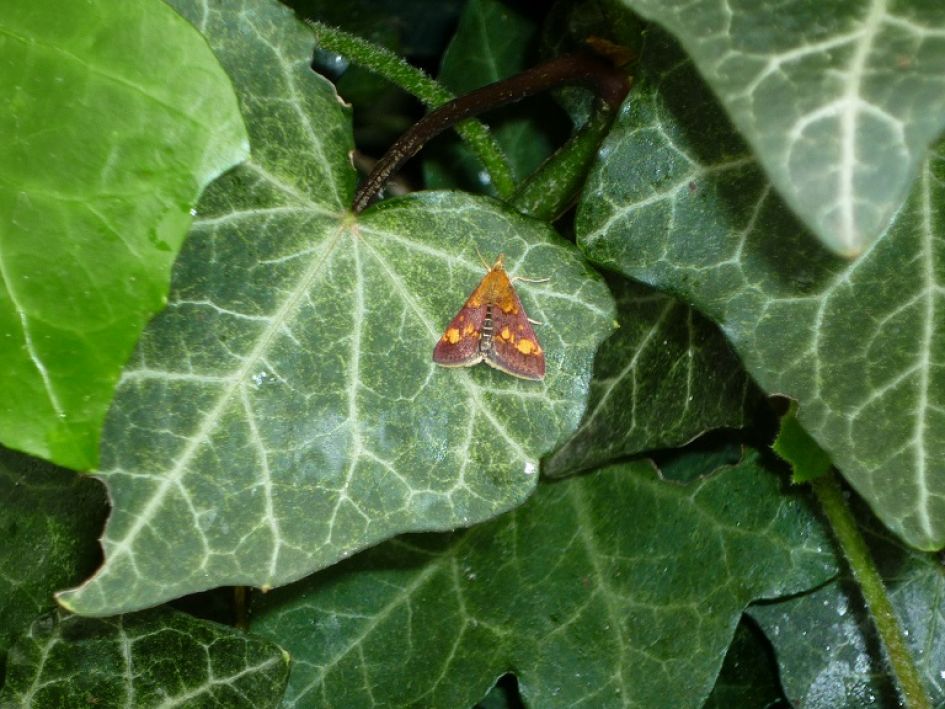 Welk vlindertje/motje o.i.d. is dit?